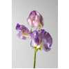 Lathyrus Misty Blue