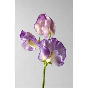 Lathyrus Misty Blue