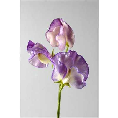 Lathyrus Misty Blue