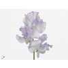 Lathyrus Misty Blue Wave