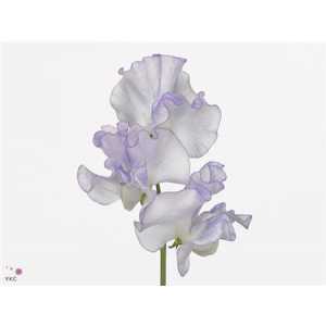 Lathyrus Misty Blue Wave