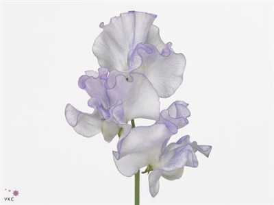 Lathyrus Misty Blue Wave