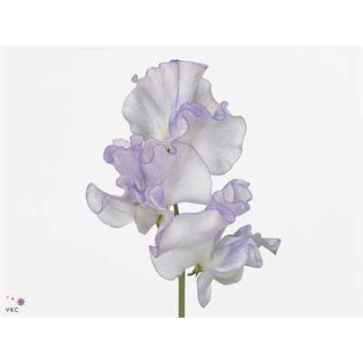 Lathyrus Misty Blue Wave