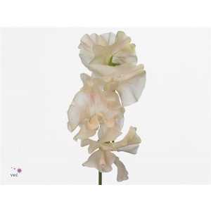 Lathyrus Misty Champagne