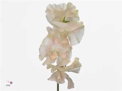 Lathyrus Misty Champagne