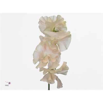 Lathyrus Misty Champagne