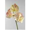 Lathyrus Misty Creme
