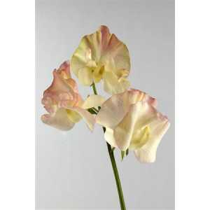 Lathyrus Misty Creme