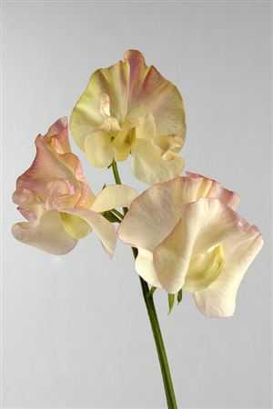 Lathyrus Misty Creme
