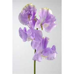 Lathyrus Misty Lavendel