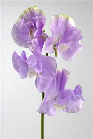 Lathyrus Misty Lavendel