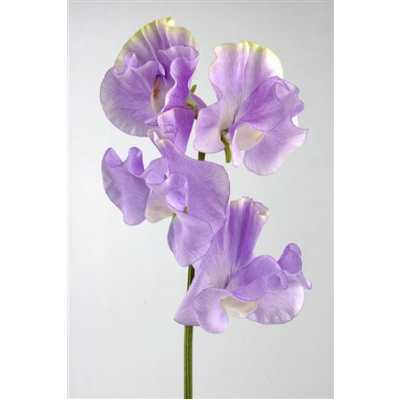 Lathyrus Misty Lavendel