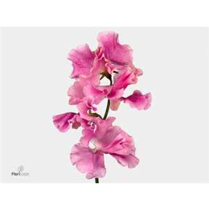 Lathyrus Misty Lilac