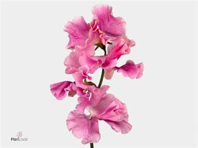 Lathyrus Misty Lilac