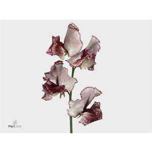 Lathyrus Misty Maroon