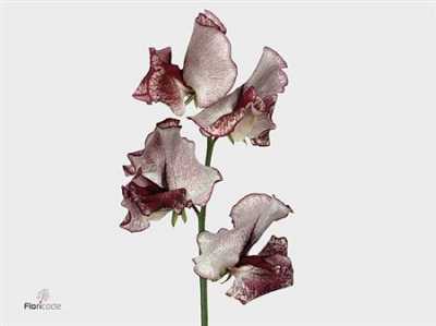 Lathyrus Misty Maroon