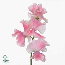 Lathyrus Misty Pink