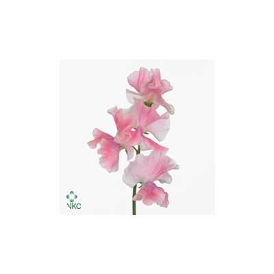Lathyrus Misty Pink