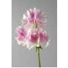 Lathyrus Misty Pinkwave
