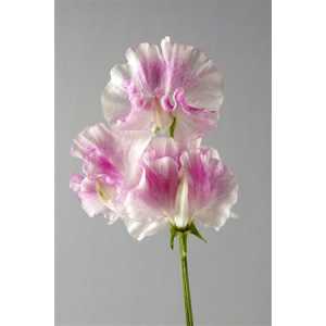 Lathyrus Misty Pinkwave