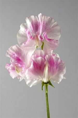Lathyrus Misty Pinkwave