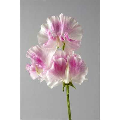 Lathyrus Misty Pinkwave
