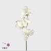 Lathyrus Misty Porcelein