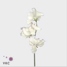 Lathyrus Misty Porcelein