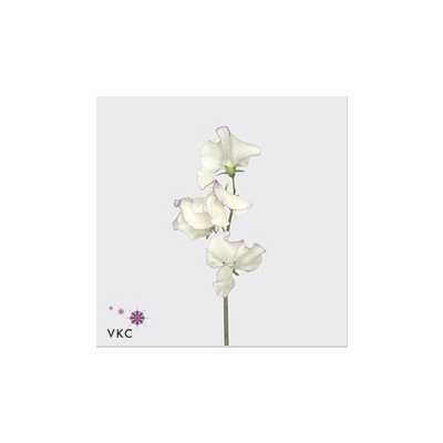 Lathyrus Misty Porcelein
