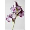 Lathyrus Misty Purper
