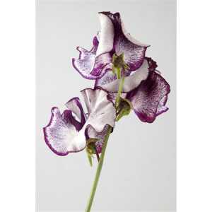 Lathyrus Misty Purper