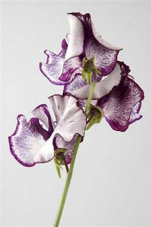 Lathyrus Misty Purper