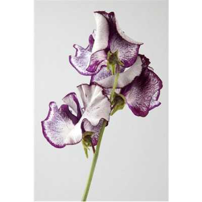 Lathyrus Misty Purper