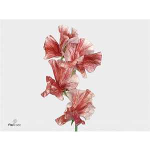 Lathyrus Misty Red