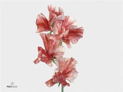 Lathyrus Misty Red