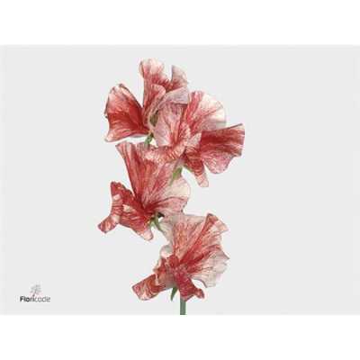 Lathyrus Misty Red
