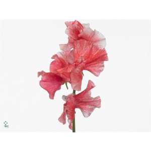 Lathyrus Misty Rosy Red