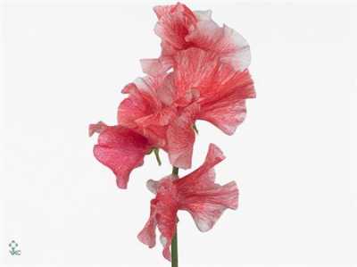 Lathyrus Misty Rosy Red