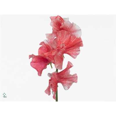 Lathyrus Misty Rosy Red