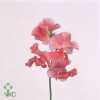 Lathyrus Misty Salmon