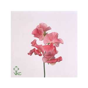 Lathyrus Misty Salmon
