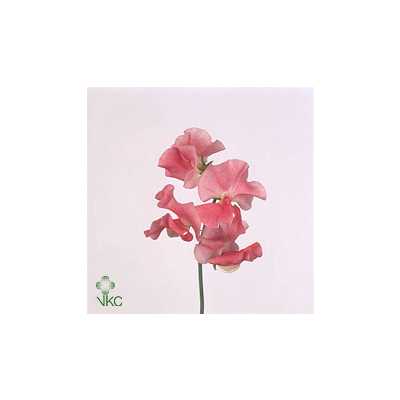 Lathyrus Misty Salmon