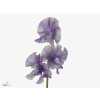 Lathyrus Misty Striped Purple