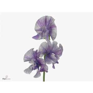 Lathyrus Misty Striped Purple