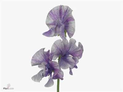 Lathyrus Misty Striped Purple