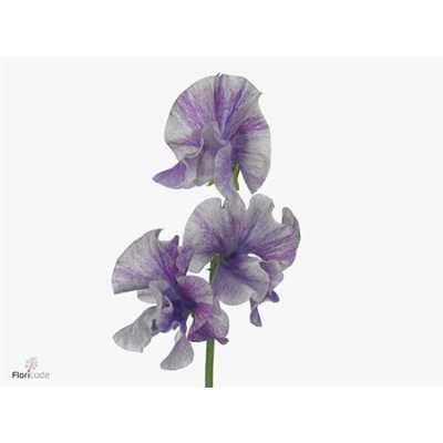 Lathyrus Misty Striped Purple
