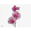 Lathyrus Misty Striped Red