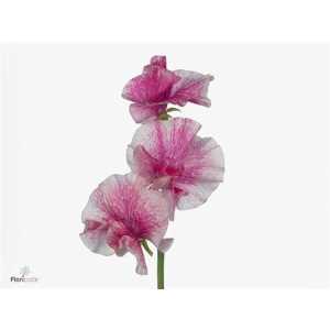 Lathyrus Misty Striped Red