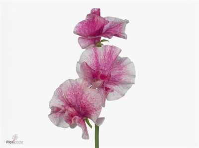 Lathyrus Misty Striped Red