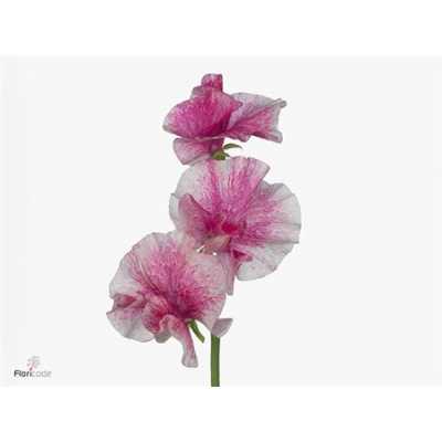 Lathyrus Misty Striped Red